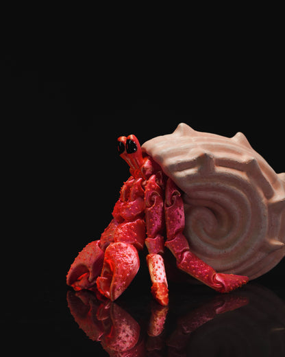 Journey The Shy Shell