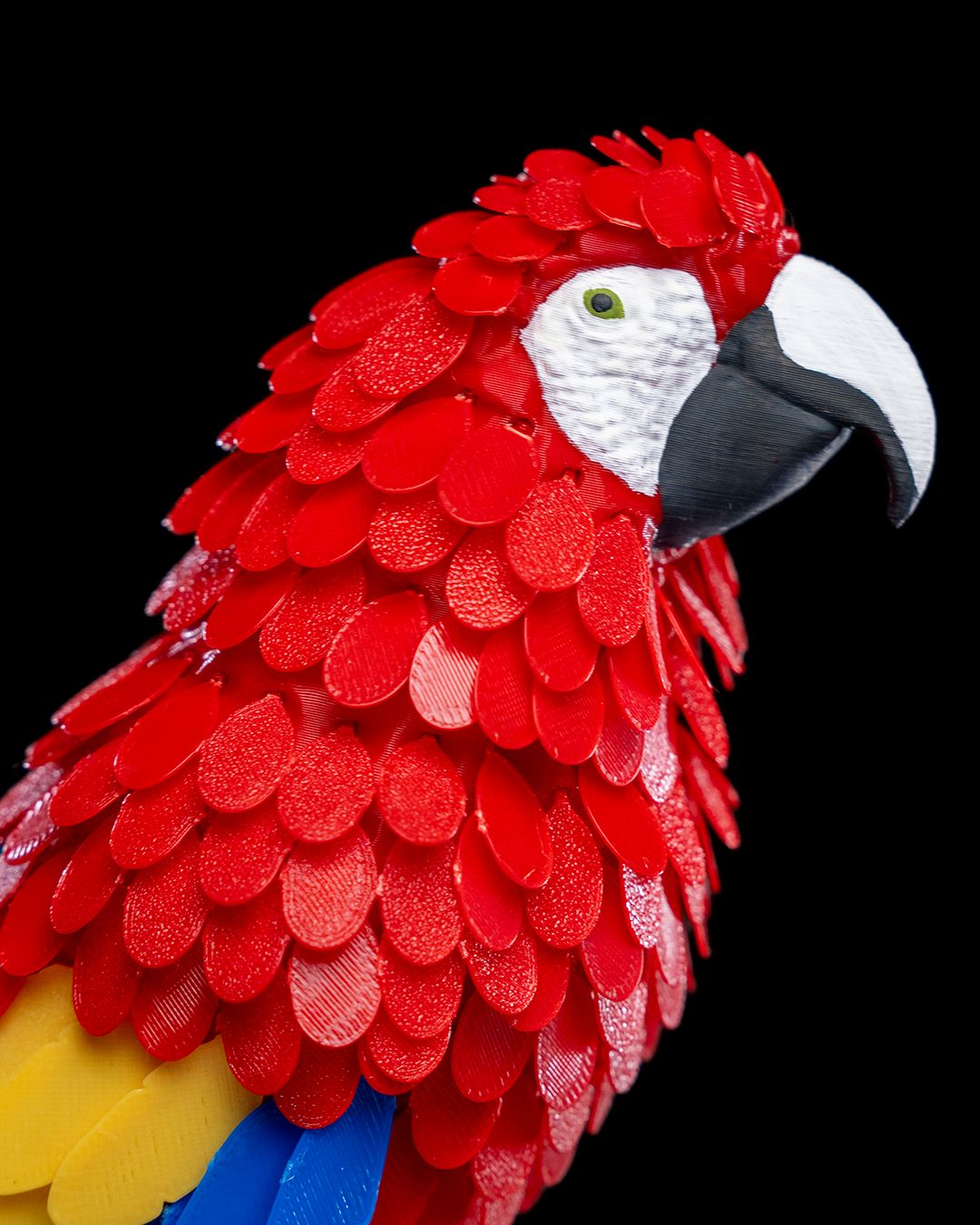 Macaw head with feathers
